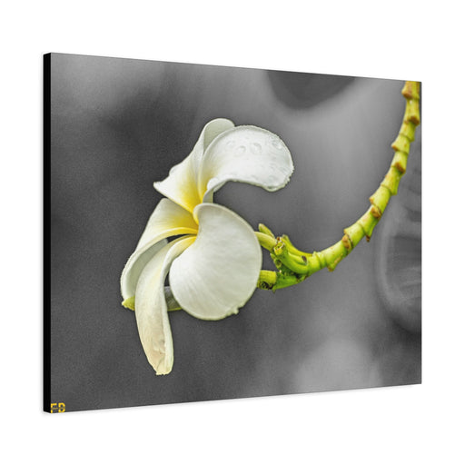 FD - Always Shine Gallery Wraps - FORHERA DESIGN - Canvas