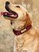Dog Braided Leather Medium Large Dog Collar